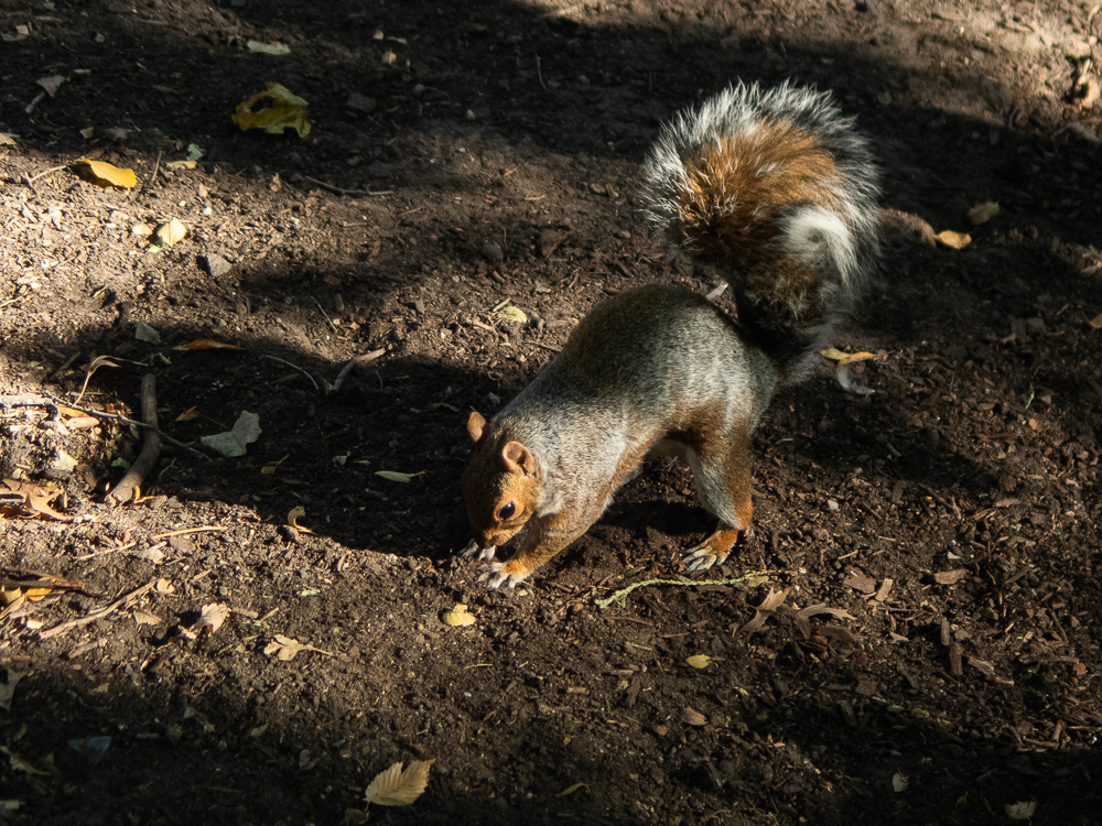 A squirrel digging in the dirt