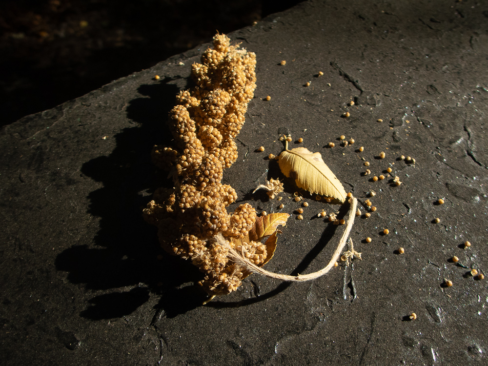 Dried seed clusters, maybe amaranth or sorghum