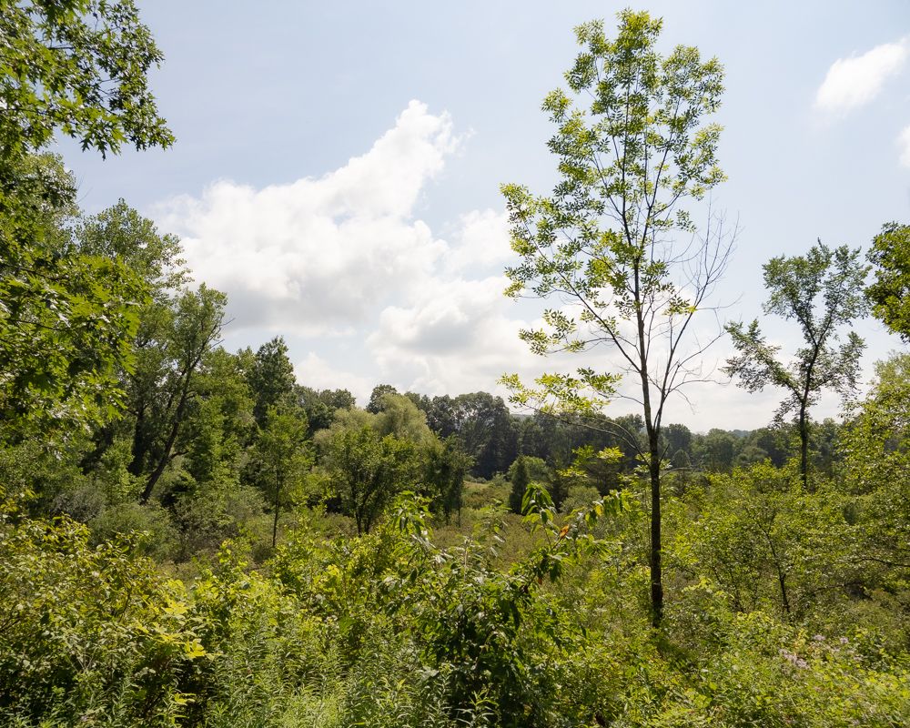 More vegetation along the HVRT.