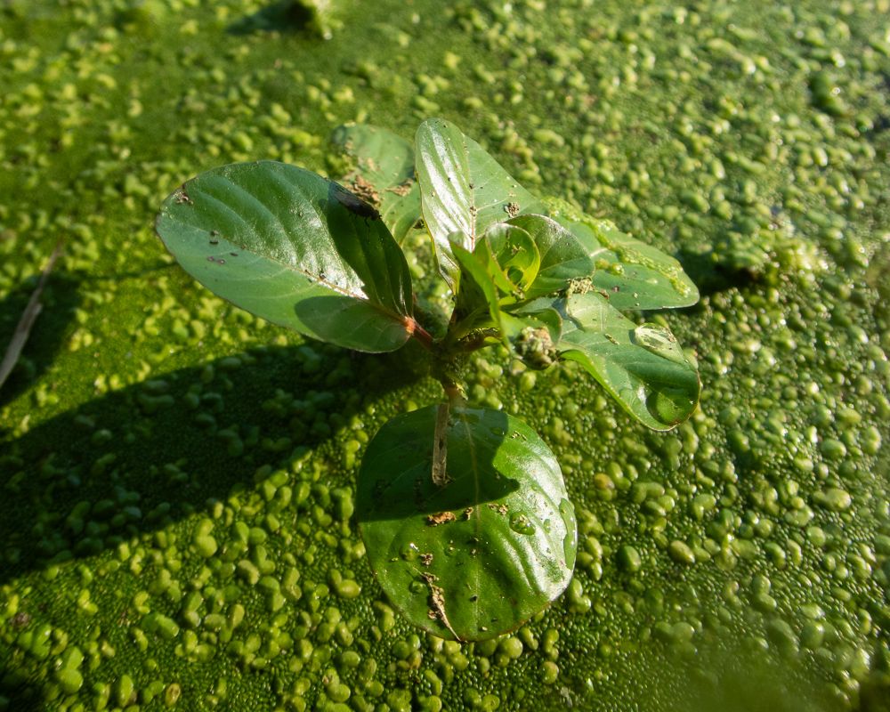 Floating primrose-willow and duckweed in Prospect Park Lake