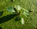 Floating primrose-willow and duckweed in Prospect Park Lake