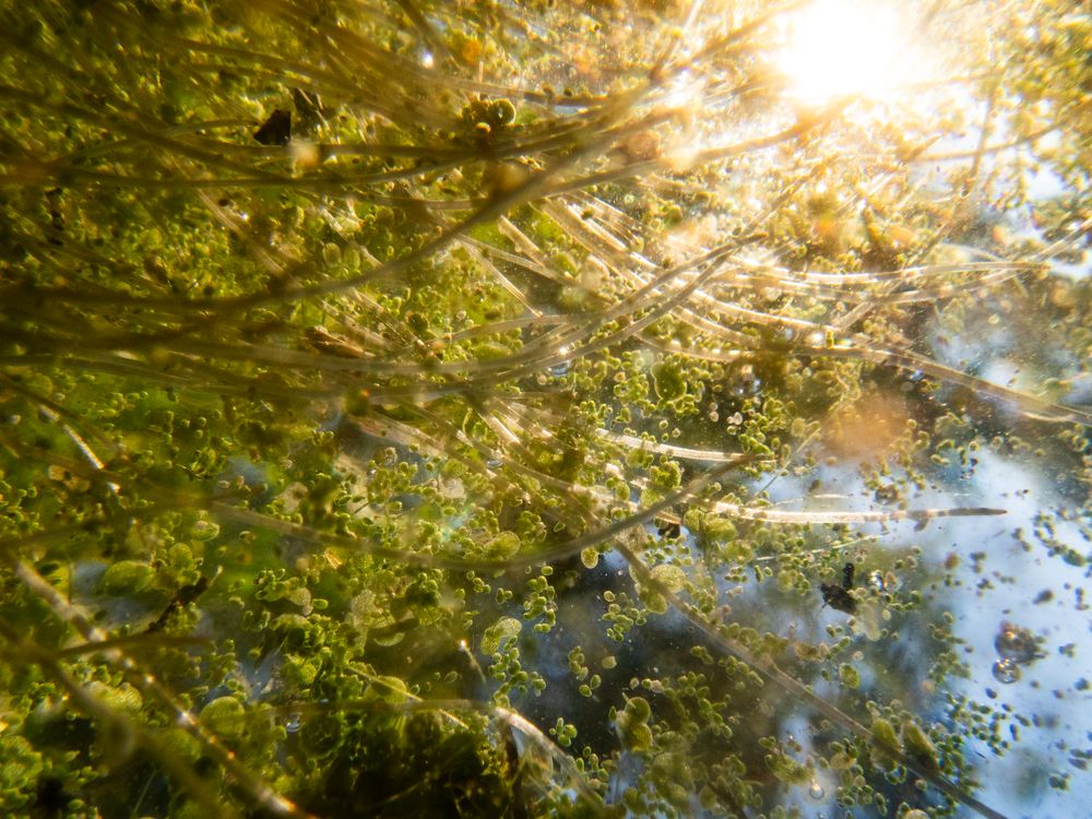 Duckweed from Below
Prospect Park Lake, Brooklyn, NY
September 11, 2025, 4:40 PM