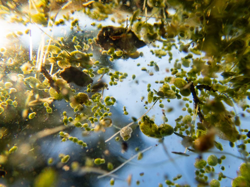 Looking closely at duckweed from below in Prospect Park Lake