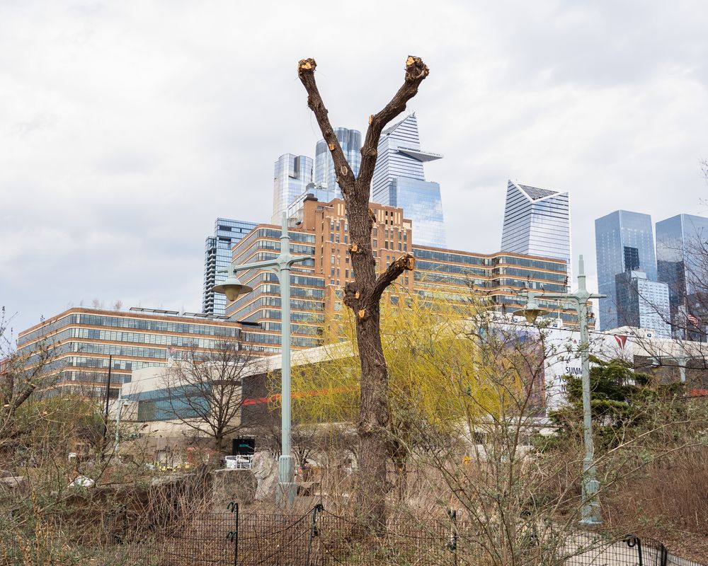 Pruned-Back Willow and Hudson Yards
Pier 64 at Hudson River Park, New York, NY
March 29, 2025, 3:28 PM