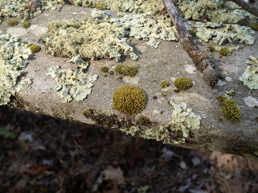 a close-up of moss and lichen growing on a picnic table