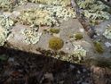 a close-up of moss and lichen growing on a picnic table