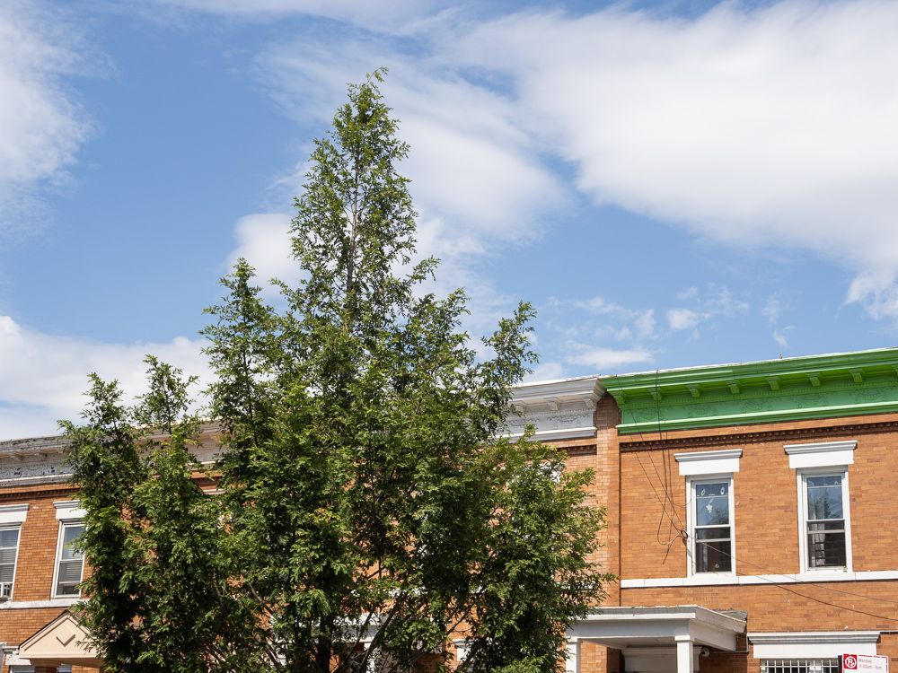 The top half of a tree and some rowhouses in Kensington (framing out parked cars)