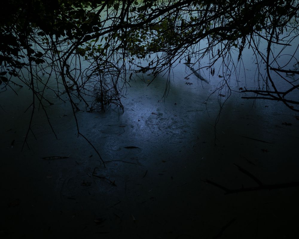 Duckweed at Dusk by the Lullwater Bridge
Prospect Park, Brooklyn, NY
September 28, 2025, 6:31 PM