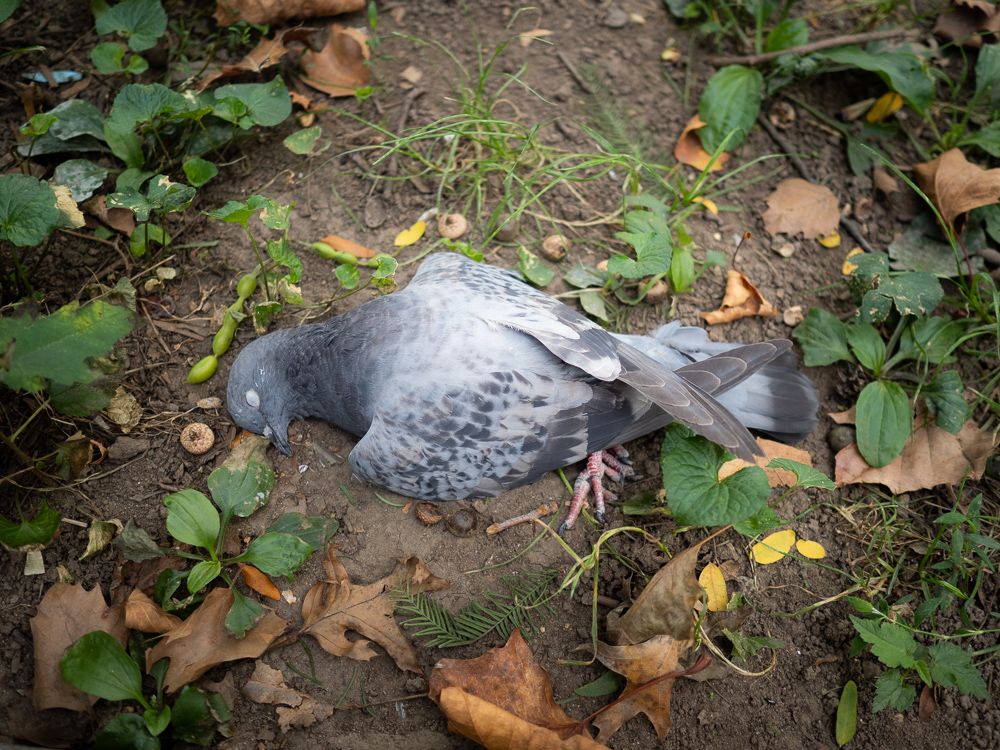 A beatifically dead pigeon in Washington Square Park