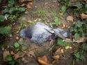 a beatifically dead pigeon in Washington Square Park