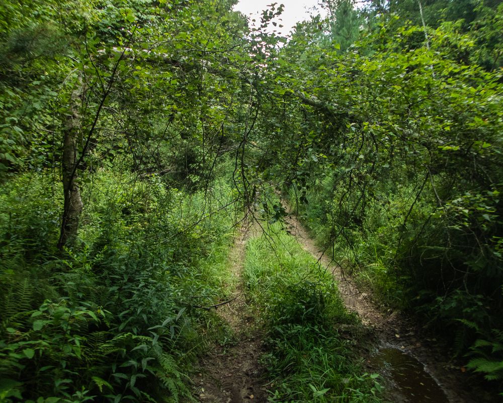 A tree bent over some double-track