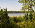 Lake Ashley through vegetation
