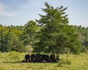 I was able to passably zhuszh this picture of black cows in the shade of a tree.