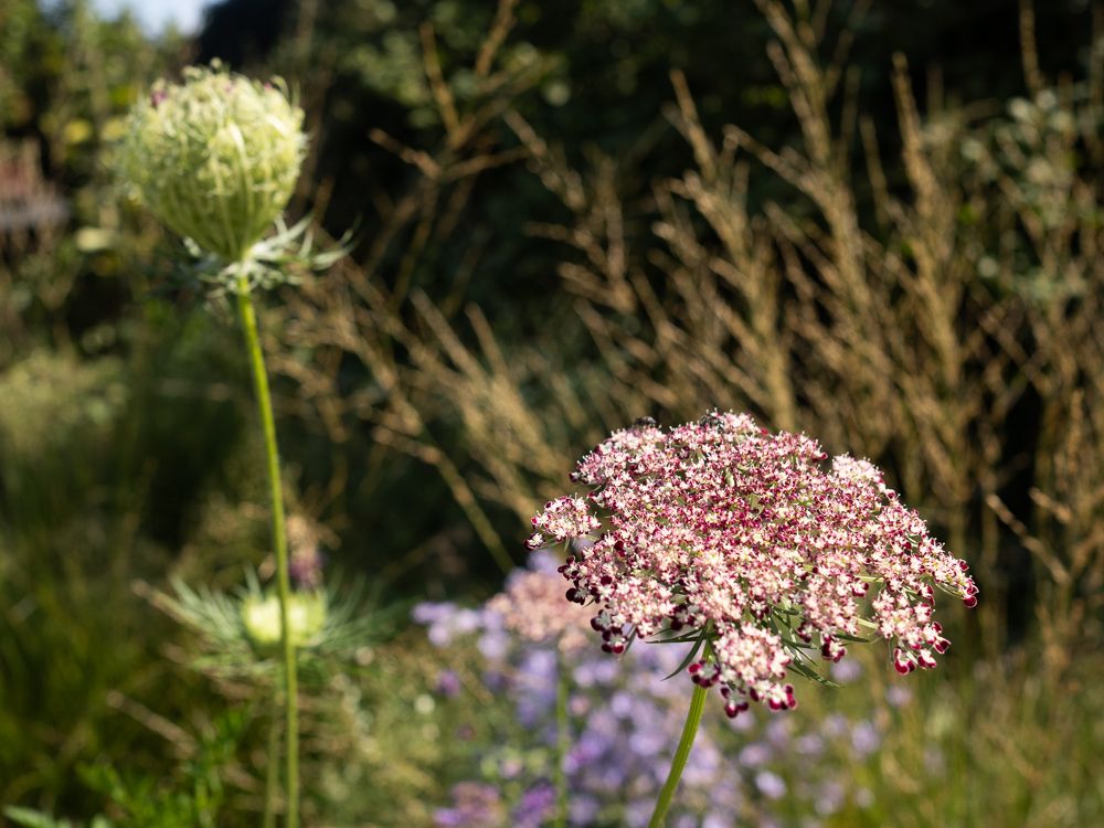 a very unvirtuosic photo of an ammi flower