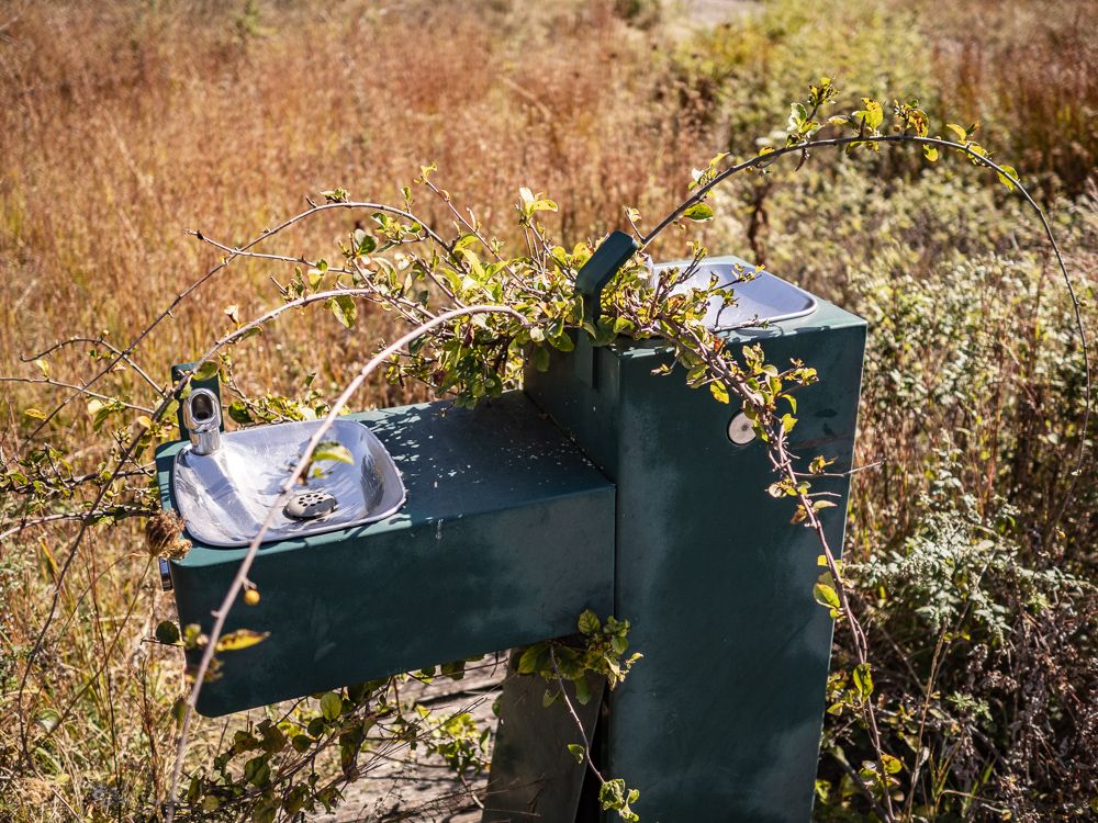 vegetation overtaking a drinking fountain at Lake Sebago