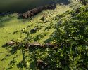Logs, duckweed, and other vegetation at the edge of Prospect Park Lake