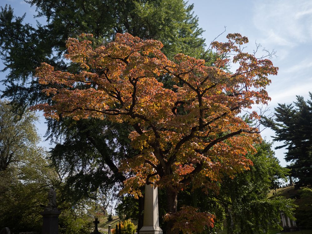 autumn colors obscure an obelisk