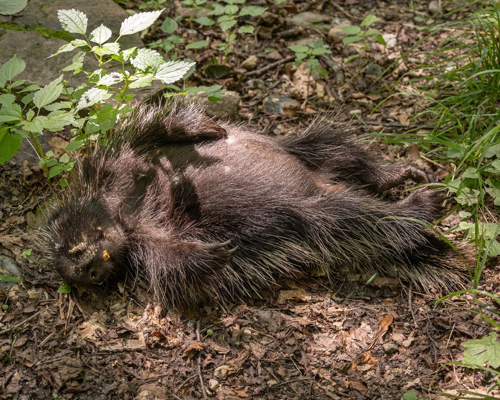 A dead porcupine on its back
