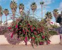 A photograph of a bougainvillea in National City, CA