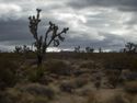 Yucca Grove from Interstate 15.
35°23'41.976" N 115°49'34.638" W, Mojave National Preserve, CA.
November 26, 2024.