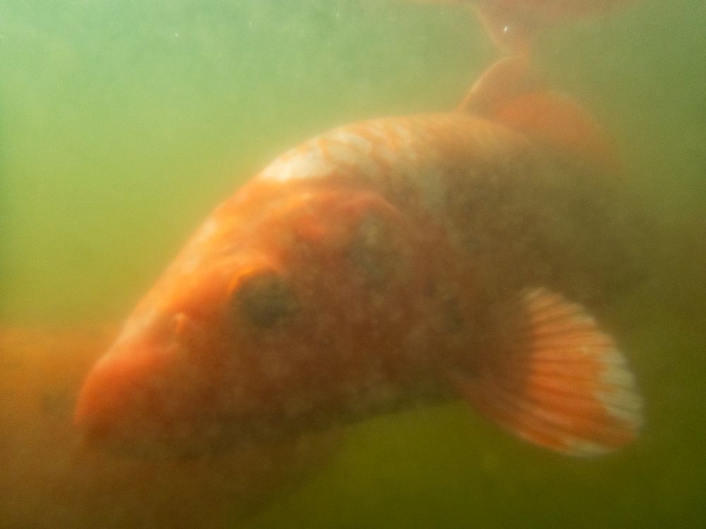 a curious koi in Greenwood Cemetery