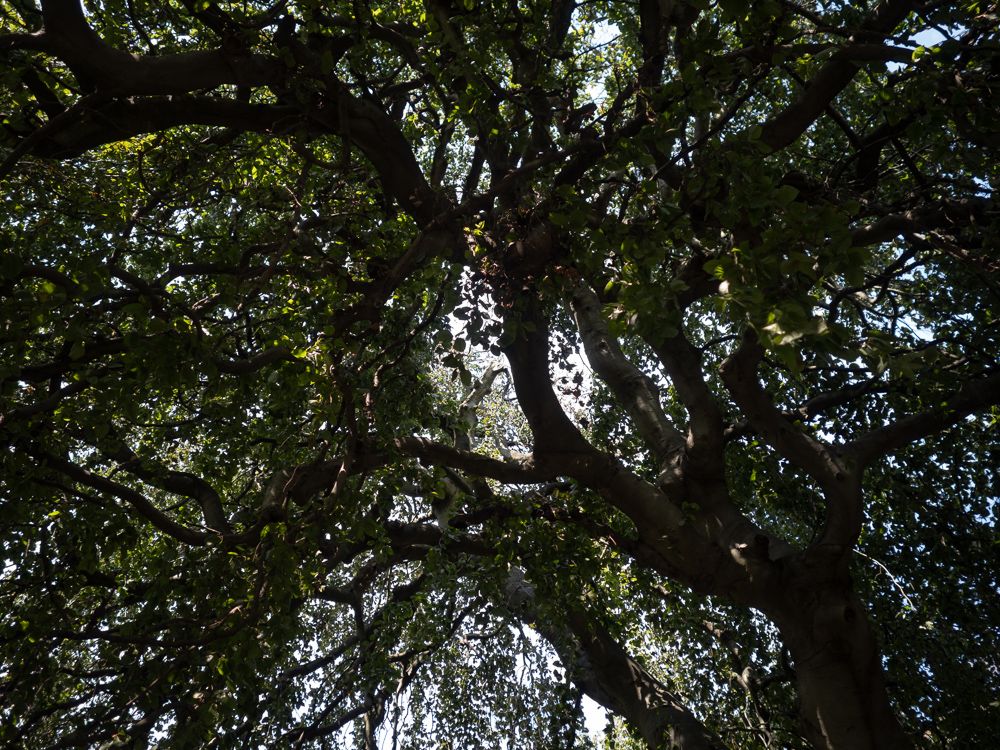 looking up through the shadowy branches of a tree, Greenwood Cemetery