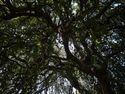 looking up through the shadowy branches of a tree, Greenwood Cemetery