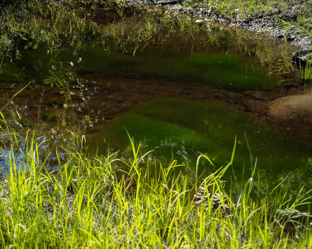 Non-consensual aesthetic order forced upon green algae