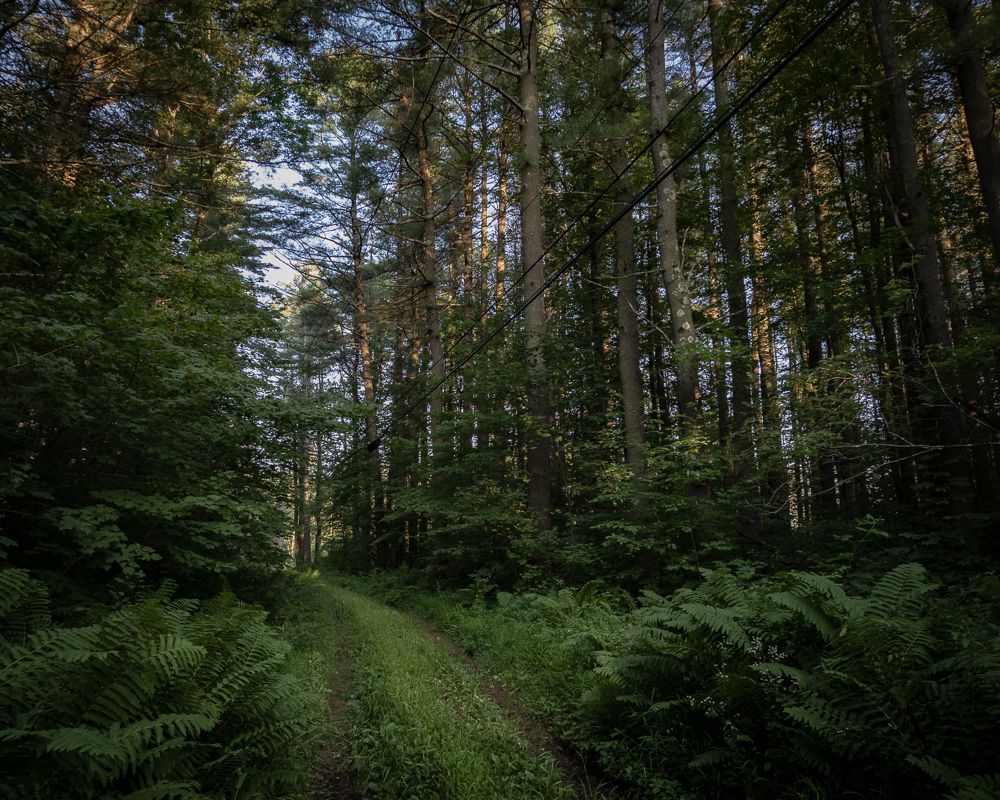 A utility road leading to the short stretch of the Appalachian Trail I'd have to hike my bike up.