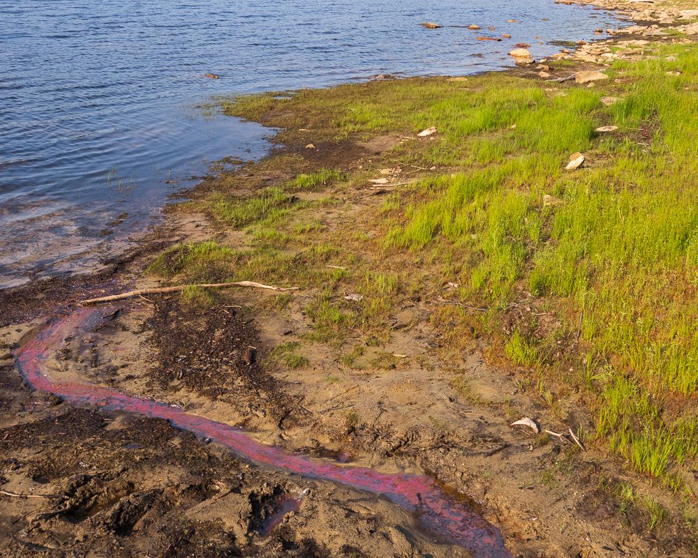 This magenta effluvium came from a little pipe, maybe it is algae