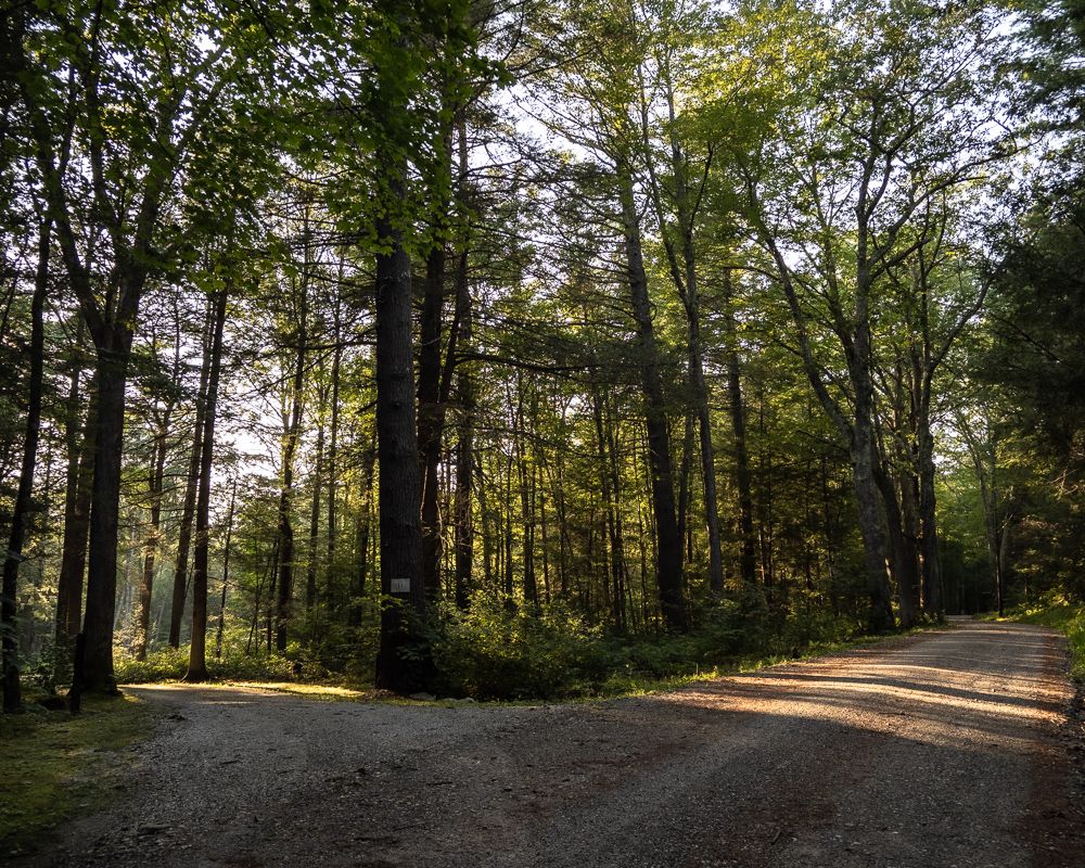 A fork in the road. I liked the light.