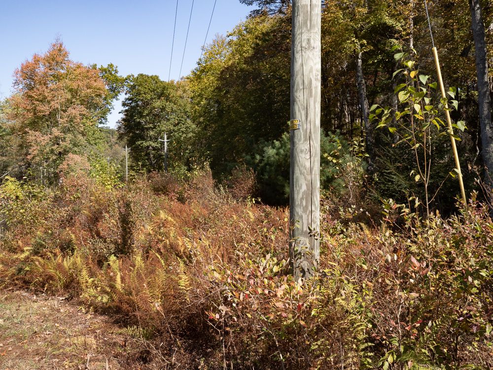 a greenish utility pole rises out of autumnal colors