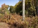 a greenish utility pole rises out of autumnal colors