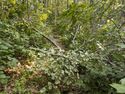 Some large branches fallen across the Applachian Trail