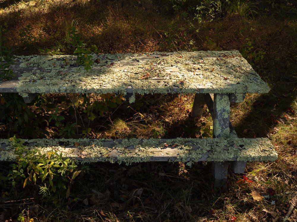 a picnic table completely encrusted in moss and lichen