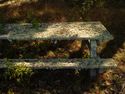 a picnic table completely encrusted in moss and lichen