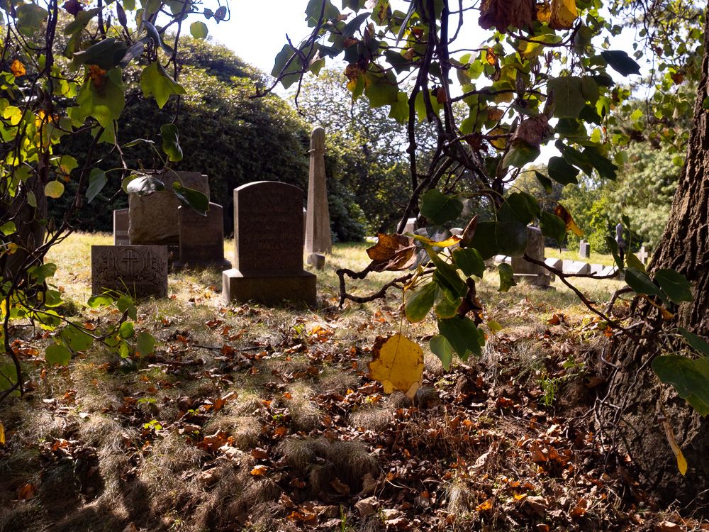 nondescript Greenwood composition