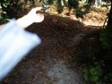 a spectral hand gestures at a shadowy path in Greenwood Cemetery