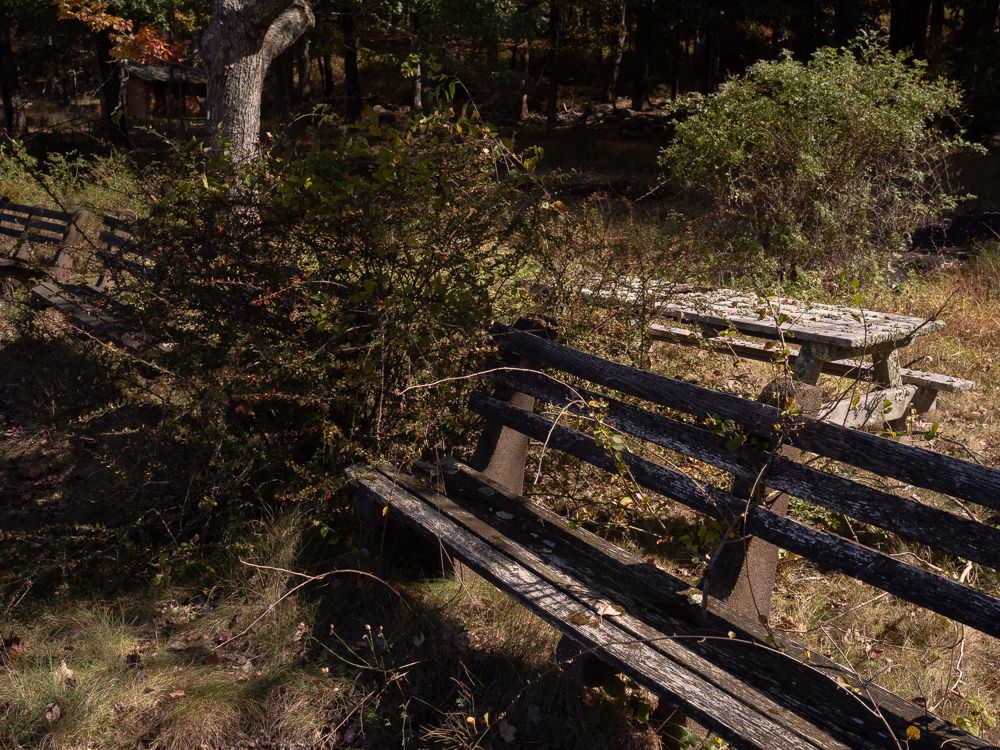 a few rough shrubs bursting through benches and tables